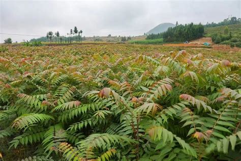 香椿树种植